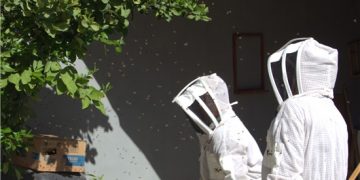 Rescatan y reubican a más de 20 mil abejas en la capital