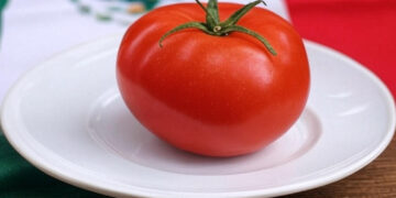 No hay sustituto al tomate mexicano en EE.UU.: CSP