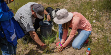 Plantan 4 mil árboles en Cumbres de Majalca