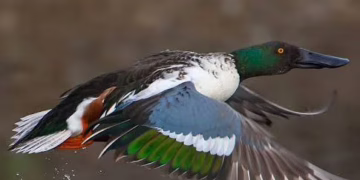 Llegan patos, gansos y aves migrantes al Parque Central