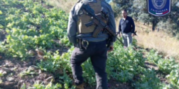 Golpe al narco: queman 7,200 amapolas en Guadalupe y Calvo