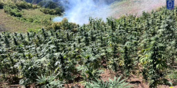 Operativo Conjunto erradica tres Plantíos de mariguana en Uruachi