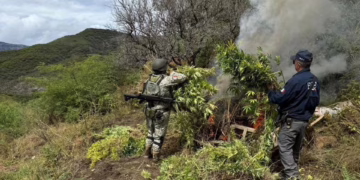 Destruyen cuarto plantío de marihuana en Ocampo: desmantelan red de cultivos en menos de 48 horas