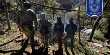 Aseguran siete plantíos de mariguana y tres campamentos en zona norte de Chihuahua