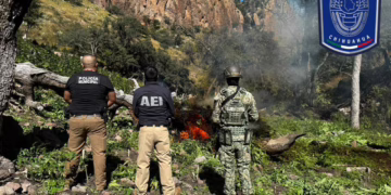 Cuatro plantíos más caen en Cañón la Sierrita, al norte de Chihuahua