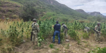 Destruyen AEI y SEDENA tres plantíos de marihuana en Ocampo