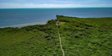 Megaproyecto «Puerta al Mar» amenaza biodiversidad de Quintana Roo