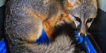 Rescatan Zorro Gris en Meoqui