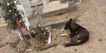 Perrito permanece junto a la tumba de su dueña en Juárez y conmueve a la comunidad