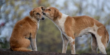 Alerta roja en la frontera: miles de perros callejeros azotan Ciudad Juárez y desatan temores por salud y violencia
