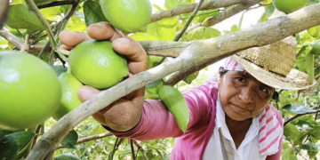 Cárteles extorsionan y matan en la industria limonera de Michoacán