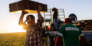 La vida en los surcos: el miedo contenido de los trabajadores agrícolas indocumentados en California