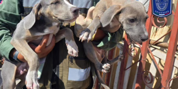 En 60 días rescatan 592 animales de maltrato en operativos en Juárez