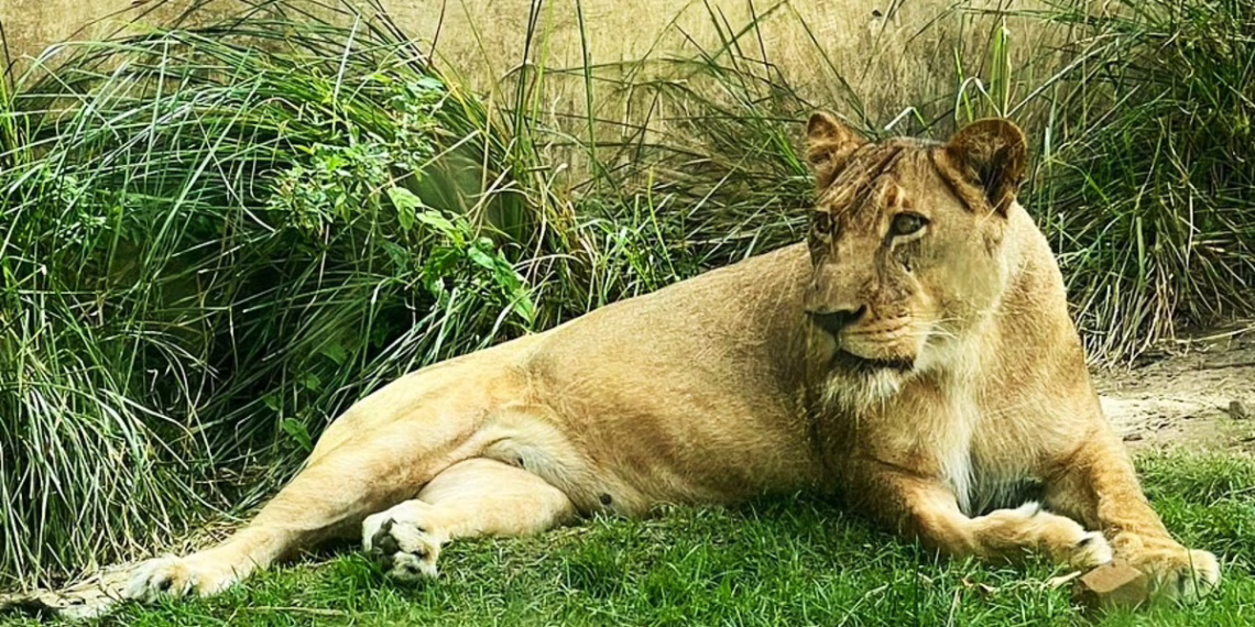 Hombre muere atacado por leona tras invadir su recinto en zoológico en Brasil