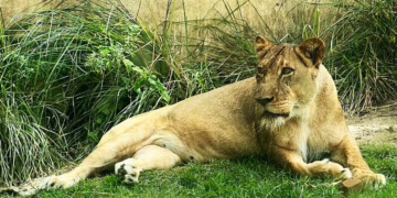 Hombre muere atacado por leona tras invadir su recinto en zoológico en Brasil