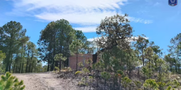 Decomisan 200 kilos de marihuana en brecha de la Sierra Tarahumara