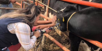 Chihuahua refuerza barridos sanitarios en la Sierra Tarahumara contra tuberculosis bovina