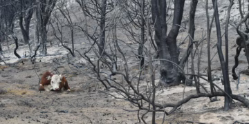 Despliegan a 500 brigadistas para combatir incendios en la Patagonia argentina