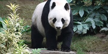 Los últimos pandas japoneses regresan a China en medio de tensiones bilaterales