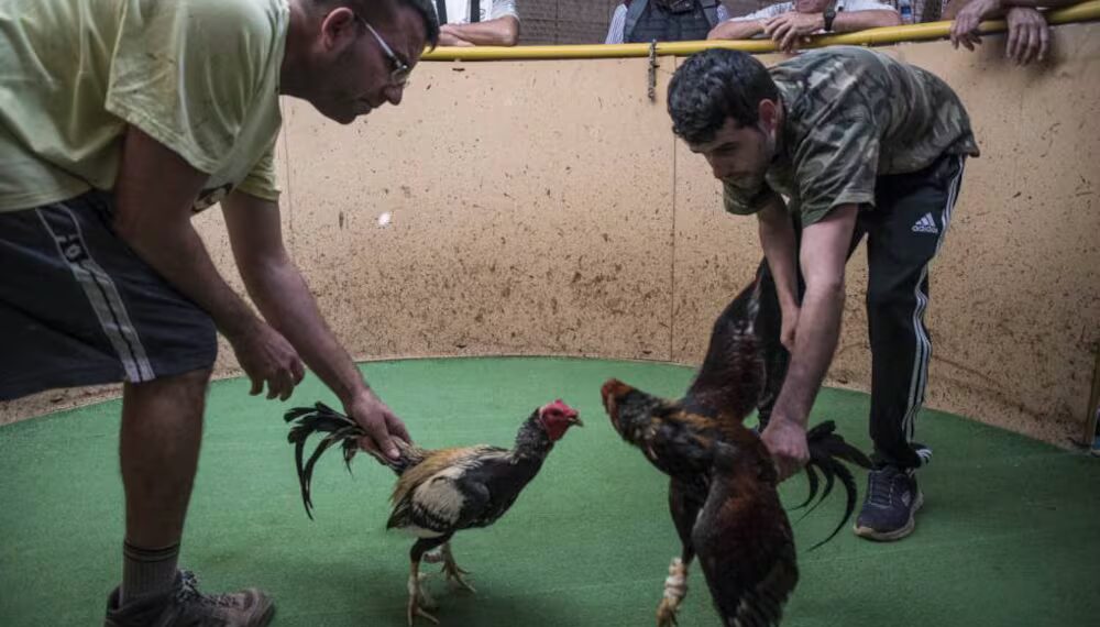 Reactivan permisos para peleas de gallos y carreras de caballos en Chihuahua