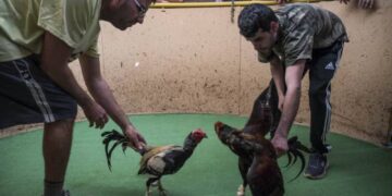 Reactivan permisos para peleas de gallos y carreras de caballos en Chihuahua