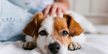 Recomendaciones de DABA para proteger mascotas ante bajas temperaturas en Juárez
