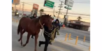 Escapa a avenida rápida un caballo en Juárez