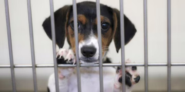 Crueldad en albergue municipal de Juárez: perros se matan entre sí por negligencia