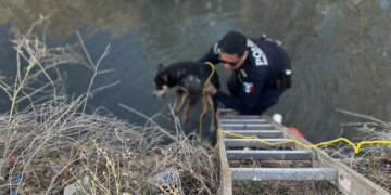 Rescatan a perro atrapado en canal de aguas negras en Ciudad Juárez