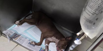Condenan a hombre por matar a perrita en colonia Chaveña