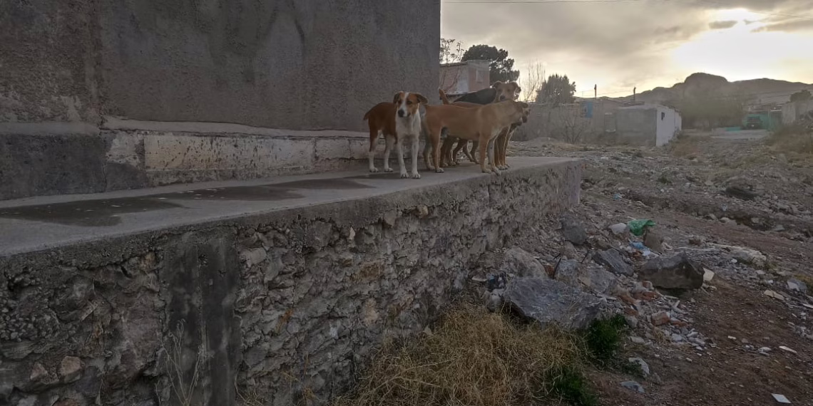 Rescatan a más de 50 perros callejeros en operativos de DABA