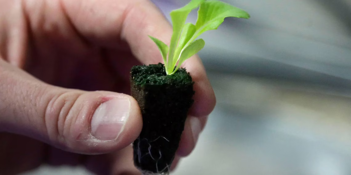 Planificar un huerto en casa: beneficios para la salud y el medio ambiente