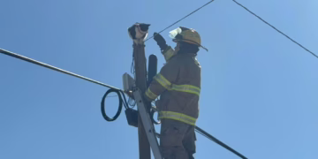 Gato trepa a poste de 10 metros, lo bajaron bomberos