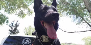  Rinden honores a Vico, perro policía caído en cumplimiento del deber