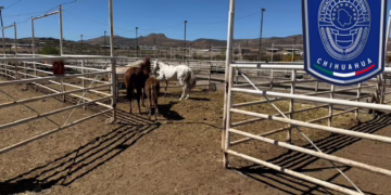 FGE recupera tres caballos robados por despojo en Valle de Zaragoza