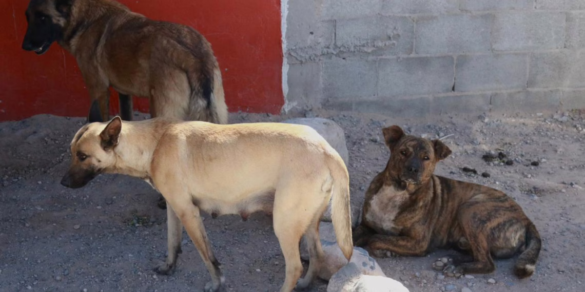 Fumigación en kilómetro 29 de Juárez contra rickettsiosis