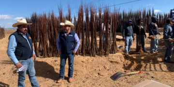 Gobierno estatal entrega 40 mil árboles de manzano en Guerrero