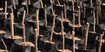 SDR lanza convocatoria para adquirir árboles frutales en Chihuahua