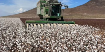 Inicia el ciclo agrícola primavera-verano 2026 en Chihuahua