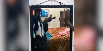 Adolescente incel publica en redes su arma y ropa del crimen antes de asesinar a dos maestras