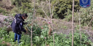 Destruyen plantío de amapola en Morelos