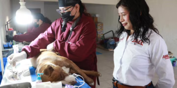 Diputada Jael Argüelles lidera jornada gratuita de esterilización en Ciudad Juárez
