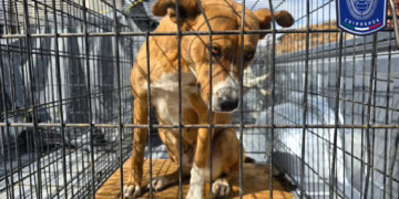 Rescatan nueve perros en situación de maltrato en Ciudad Juárez