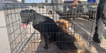 Rescatan 17 animales maltratados en Ciudad Juárez