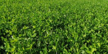 Abren apoyo para compra de semilla de pradera en Chihuahua