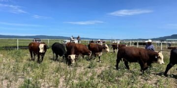 Apoyo para mejoramiento genético bovino mediante inseminación artificial en Chihuahua