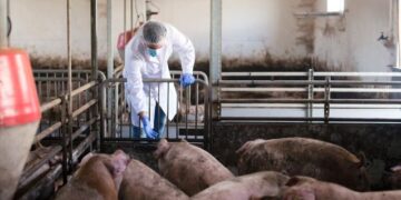 Estado apoya a porcicultores chihuahuenses con concentrado alimenticio