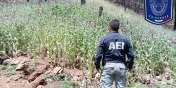 Destruyen 6 mil plantas de amapola en Guadalupe y Calvo