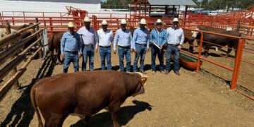 Abren convocatoria para mejoramiento genético bovino en Chihuahua