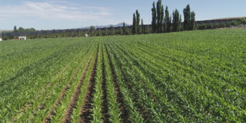Convocatoria abierta para apoyo de fertilizantes en Chihuahua